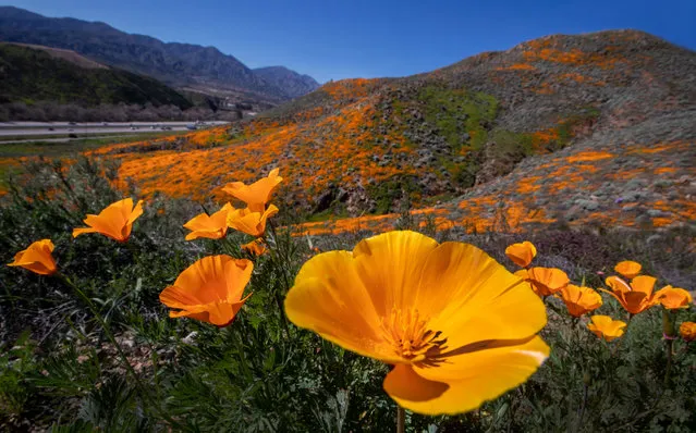 A close-up view of the spring California Poppies and wild flowers blooming early this year in the wake of major winter rainfall, which are covering patches of the upper slopes of Walker Canyon in Lake Elsinore Tuesday, February 7, 2023. Poppies didnt blanket Walker Canyon hillsides in the past three years due to the drought. (Allen J. Schaben / Los Angeles Times via Getty Images)