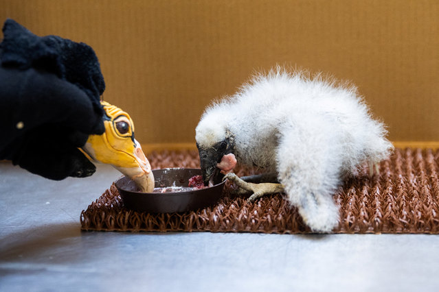 Prague Zoo curator of birds Antonin Vaidl feeds a lesser yellow-headed vulture, which hatched three weeks ago, by using a puppet that imitates a parent bird, at the zoo, in Prague, Czech Republic, on August 8, 2025. (Photo by Eva Korinkova/Reuters)