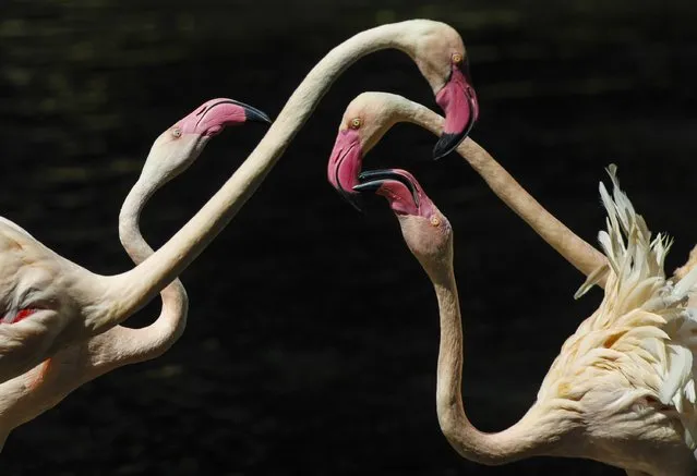 Flamingos are seen in a nature reserve park in Panyu district south of Guangzhou, Guangdong province, November 30, 2014. (Photo by Alex Lee/Reuters)