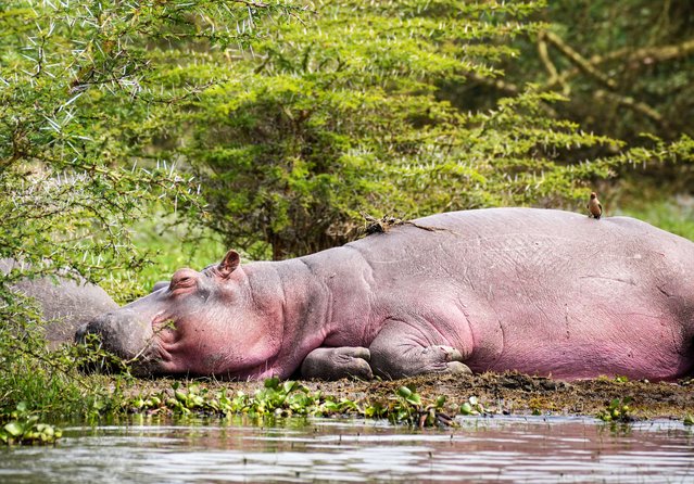 A hippo rests on the bank of Lake Naivasha, in Nakuru County, Kenya on August 23, 2025. Lake Naivasha, located in Kenya's Great Rift Valley at an altitude of about 1,900 meters, is a celebrated freshwater lake. Its Crescent Island is famed for freely roaming wildlife such as giraffes, zebras, and antelopes. July and August mark the peak tourist season, when the pleasant dry weather and picturesque scenery draw travelers from around the globe to enjoy boat rides, birdwatching, and leisure activities along the lakeshore. (Photo by Xinhua News Agency/Rex Features/Shutterstock)