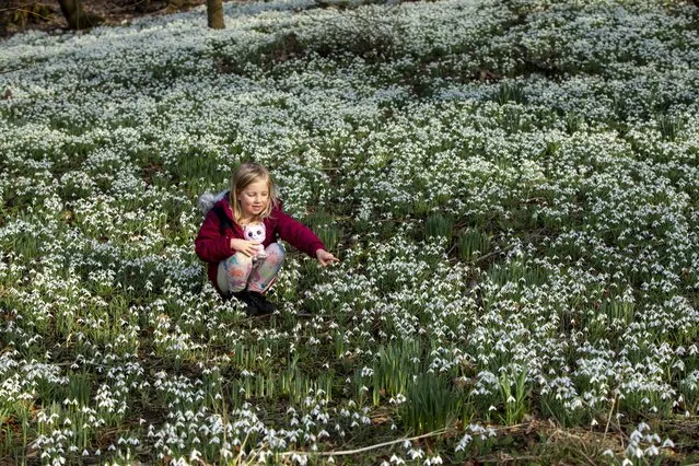 Six-year-old Rona Kenney tiptoes thought the carpet of Snowdrops in the woodland walk at House of The Binns, West Lothian, Scotland on February 14, 2023. (Photo by South West News Service)