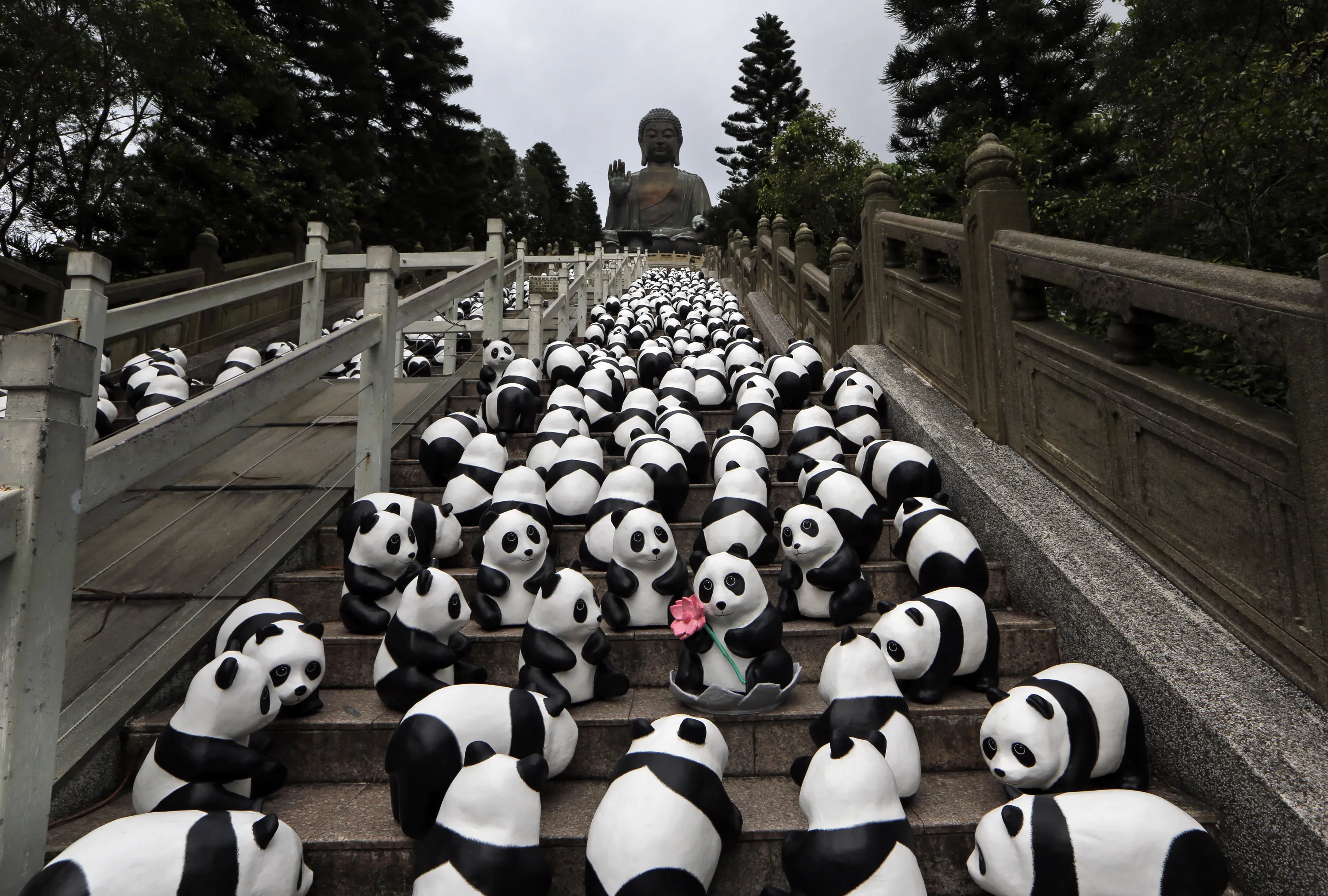 Включи панду 1 часть. 1600 Панд на улицах Гонконга. 1600 Панд. Ферма панд. Ферма панд в Китае.