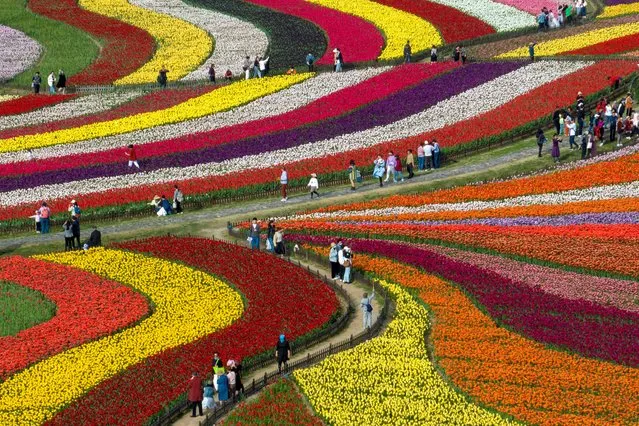 This aerial photo taken on April 15, 2023 shows people looking at flowers at the Dafeng Holland Flower Park in Yancheng, in China's eastern Jiangsu province. (Photo by AFP Photo/China Stringer Network)