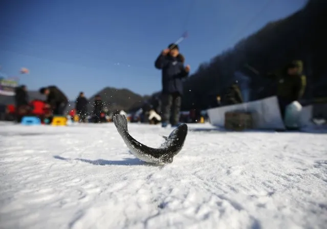 A boy fishes for trout through a hole in a frozen river in Hwacheon, about 20 km (12 miles) south of the demilitarized zone separating the two Koreas, January 10, 2015. (Photo by Kim Hong-Ji/Reuters)