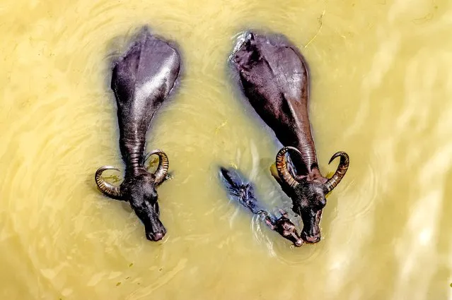 A baby buffalo joins adults for a dip in a big canal as the herd looks to cool themselves off. The buffalo were having a soak in the water of the Bogra Gabtoli Canal in Bangladesh in the second decade of April 2023. (Photo by Shafiul Islam/Solent News & Photo Agency)
