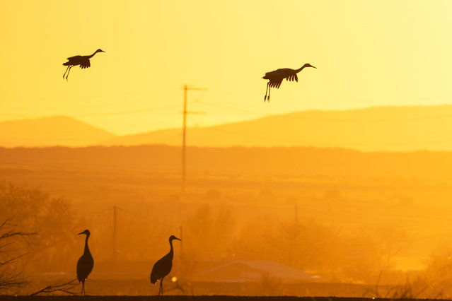 Sandhill cranes fly to their nighttime roost in the wetlands at Bernardo Wildlife Area in Bosque, New Mexico on November 29, 2025. They sleep in the shallow water to stay safe from predators like coyotes and bobcats. (Photo by Ronen Tivony/NurPhoto/Rex Features/Shutterstock)