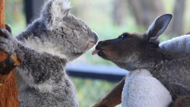 Ash the koala joey and Frankie the kangaroo joey are seen at the Australian Reptile Park in Somersby, New South Wales, Australia, January 14, 2021, in this still image from video. (Photo by Australia Reptile Park via Reuters)
