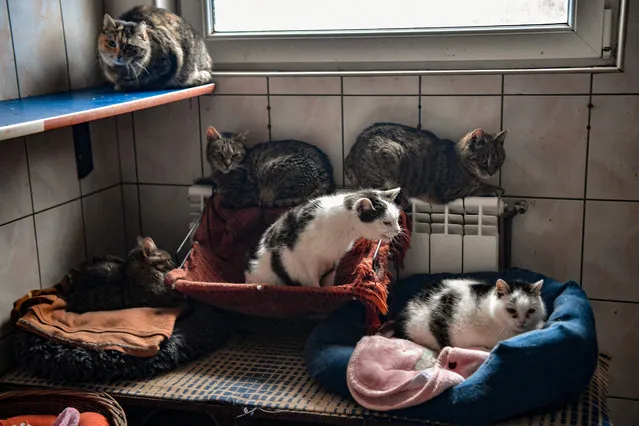 Cats are seen in an animal shelter at Orzechowce, close to Przemysl, south-eastern Poland, near the Ukrainian border on March 10, 2022. The shelter welcomed 38 dogs and 32 cats from Ukraine on March 9, 2022, taken from Kyiv by the German organisation White Paw in several cars. “Many owners travel with their dogs and cats and they don't have anything for them, they are leaving home so fast, so after work here I go to the centre to bring some food to those animals”, shelter's manager said. White Paw is evacuating not only animals from Ukrainian shelters, but also the organisation's Ukrainian volunteers to the west. (Photo by Louisa Gouliamaki/AFP Photo)