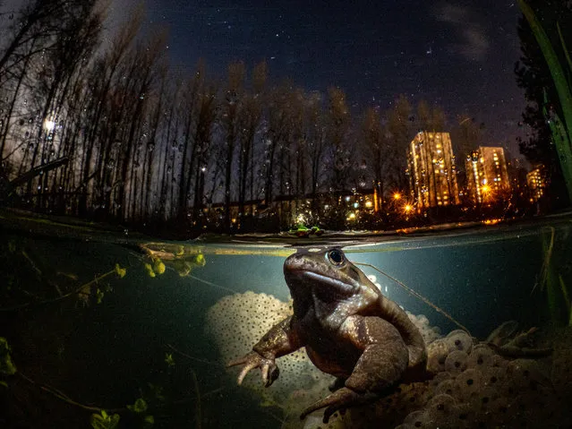 British underwater photographer of the year 2021, British waters wide angle category winner and My Backyard category winner. While You Sleep by Mark Kirkland (UK), common frog taken in Malls Mire, Glasgow, Scotland. (Photo by Mark Kirkland/Underwater Photographer of the Year 2021)