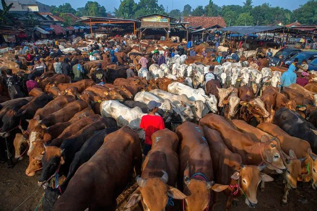 People sell cows at a livestock market ahead of the Muslim feast of Eid al-Adha in Jonggol, a district in the Bogor Regency, West Java on June 22, 2023. (Photo by Aditya Aji/AFP Photo)