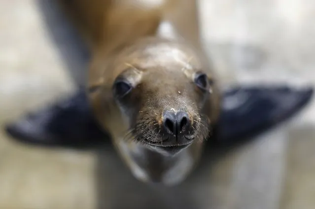 A rescued California sea lion pup looks up from her holding pen at Sea World San Diego in San Diego, California January 28, 2015. Over 50 malnourished sea lion pups have had to be rescued along the coast in San Diego since the beginning of the year. (Photo by Mike Blake/Reuters)