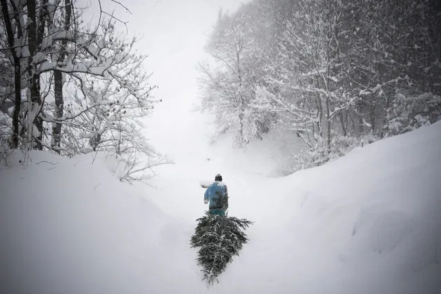 A woman pulls an old Christmas tree down a path for feeding to her animals during heavy snowfall, in Valens, Switzerland, 14 January 2021. On the northern side of the Alps are expected up to 80 centimetres of fresh snowfall on the day. (Photo by Gian Ehrenzeller/EPA/EFE)