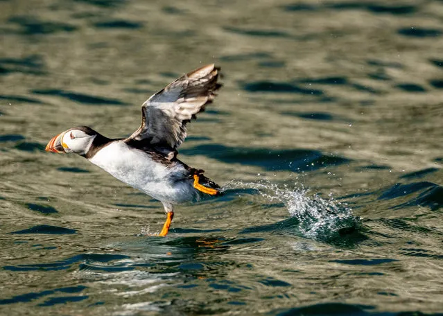 A puffin hunts for fish for its chicks near Bempton cliffs on June 25, 2023. (Photo by Charlotte Graham/Rex Features/Shutterstock)