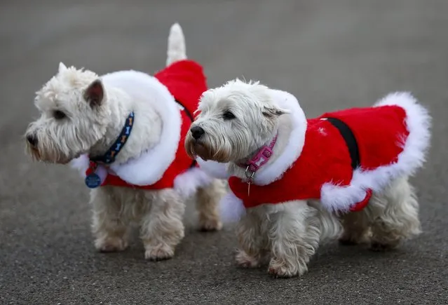 Two Scottish Terriers wear Christmas themed coats as they join their owners to watch the annual Christmas Day Peter Pan Cup handicap swimming race in the Serpentine River, in Hyde Park, London, December 25, 2015. (Photo by Andrew Winning/Reuters)