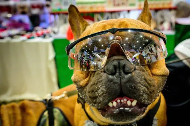 A French bulldog wears sunglasses at the 10th Thailand international Pet Variety Exhibition in Bangkok on March 26, 2021. (Photo by Mladen Antonov/AFP Photo)