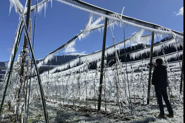 A man takes pictures of artificially frozen apple trees covered with melting ice near Bressanone, in northern Italian province of South Tyrol, Italy, Thursday, April 8, 2021. Apple farmers protect the blooming apple flowers from the freezing during night's low temperatures by icing them with over-tree sprinkler systems. (Photo by Matthias Schrader/AP Photo)