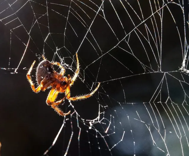 A spider is illuminated by the autumn sun as it works on its web in rural Hopkins County near Commerce, Texas, October 31, 2016. (Photo by Larry W. Smith/EPA)