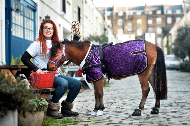 Kate Masteic, 23, with Digby before they left for the awards ceremony. Two-year-old Digby, an American miniature horse, was in training to help his blind owner-to-be, who is scared of dogs, cross roads, find post boxes and activate traffic lights. Once fully trained, Digby was supposed to live with a dog-phobic journalist at his home in Blackburn to help him with the same day-to-day tasks as a guide dog would. But now, Digby has grown too large to work as a guide horse as hes 33 inches in height, too high for a conventional guide horse. Devastated owner-to-be Mohammed Salim Patel said the while Digby wouldnt be working as a guide horse, he will still have an instrumental role in promoting guide horses in the UK. (Photo by Caters News Agency)