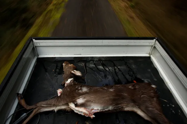 A deer carcass lies in the back of a truck in a forest outside Oi, Fukui Prefecture, Japan, November 17, 2016. (Photo by Thomas Peter/Reuters)