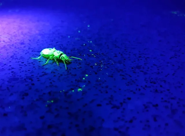 Ecology in action student winner. UV Beetle Tracking (Experiment With Ultraviolet Powder and Torches). The unique and innovative opportunity to track invertebrates using ultraviolet powder and torches was a highlight of the British Ecological Society’s 2018 summer school for this photographer. The dark environment, coupled with the vibrant colours, presented challenging yet exciting conditions in which to test her wildlife photography skills. (Photo by Ella Cooke/BSc Ecology and Conservation/British Ecological Society)