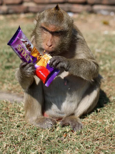 Monkeys enjoy the buffet laid on by locals in Lopburi, Thailand. The annual Monkey Festival is a thanksgiving for the estimated two thousand wild Macaques that roam around the town. (Photo by Deano/Splash News)