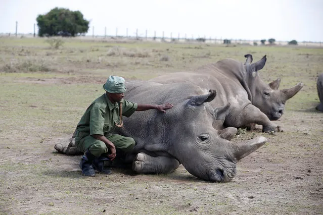 A warden watches over Najin (front) and her daughter Patu, the last two northern white rhino females, in their enclosure at the Ol Pejeta Conservancy in Laikipia National Park, Kenya March 7, 2018. (Photo by Baz Ratner/Reuters)