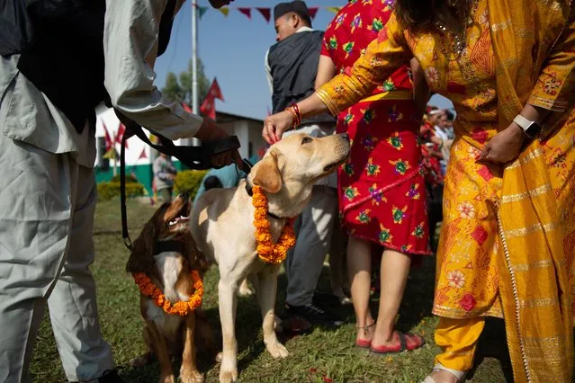 Nepal Army marks Kukur Tihar at Bhairav Bahan Gulm in Bhaktapur, Nepal, on November 12, 2023. On this day, pets and community dogs, revered as Yama Raj's gatekeepers, are worshipped and fed treats. (Photo by Amit Machamasi/NurPhoto/Rex Features/Shutterstock)