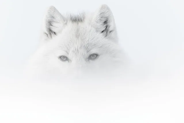 “Retrospective”. Munier’s photography invites visitors to embark on a poetic journey through nature. A range of wildlife from the smallest ant and a modest sparrow to large deer and a polar bear, and this arctic wolf in the fog, on Ellesmere Island, Nunavut, Canada. (Photo by Vincent Munier/Visa pour l'Image)