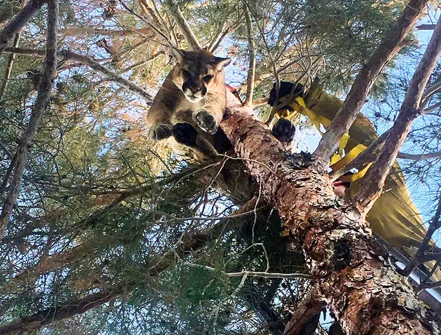 This Saturday, February 16, 2019, photo provided by the California Department of Fish and Wildlife shows a mountain lion in a tree outside a private residence in the City of Hesperia, Calif. San Bernardino County Fire officials say the mountain lion was perched about 50 feet up the tree. State wildlife personnel tranquilized the animal, and firefighters lowered it to the ground using a rescue harness. (Photo by Rick Fischer/State Department of Fish and Wildlife Warden via AP Photo)