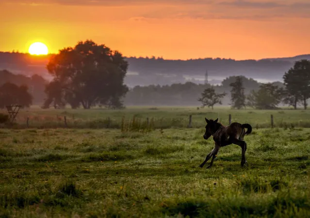 An Icelandic foal runs on a meadow at a stud farm in Wehrheim near Frankfurt, Germany, as the sun rises on Saturday, July 3, 2021. (Photo by Michael Probst/AP Photo)