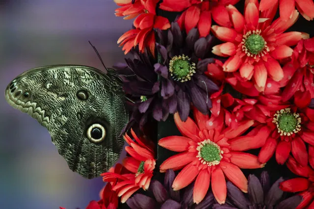 A butterfly sits upon an arraignment during a preview of the “Flower Power” themed Philadelphia Flower Show at the at the Pennsylvania Convention Center in Philadelphia, Friday, March 1, 2019. (Photo by Matt Rourke/AP Photo)