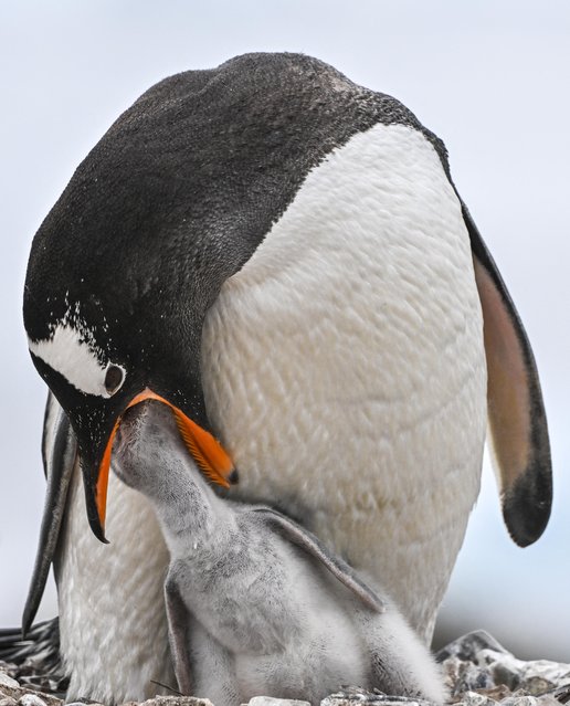 View of a gentoo (Pygoscelis papua) penguin with its breeding at the Paraiso island in the Gerlache Strait –which separates the Palmer Archipelago from the Antarctic Peninsula, on January 20, 2024. Scientists and researchers from various countries are collaborating on projects during the X Antarctic Expedition aboard the Colombian research vessel “ARC Simon Bolivar”, designed exclusively to develop scientific projects. These initiatives involve analyzing the current condition of the Antarctic sea, studying atmospheric pressure, and monitoring the species inhabiting this region of the planet. (Photo by Juan Barreto/AFP Photo)