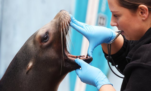 Carla, a 14-year-old California sea lion, has her teeth and mouth examined by a zookeeper, Alice Fraser, as part of a health check at Chessington World of Adventures, Surrey in the last decade of January 2024. (Photo by Joe Pepler/PinPep)