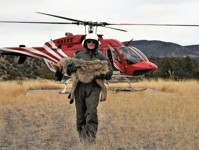 In this February 13, 2019, photo provided by the U.S. Fish and Wildlife Service, a member of the Mexican gray wolf recovery team carries a wolf captured during an annual census near Alpine, Ariz. The agency announced the results of the survey Monday, April 8, 2019, saying there has been an increase in the population of Mexican gray wolves in the wild in New Mexico and Arizona. (Photo by Mark Davis, U.S. Fish and Wildlife Service via AP Photo)
