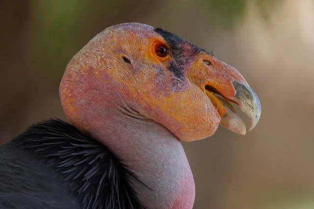 A California Condor named Molloko is seen at the San Diego Zoo Safari Park after scientists at the San Diego Zoo Wildlife Alliance discovered two California condor chicks have hatched from unfertilized eggs, in Escondido, California, U.S., November 2, 2021. (Photo by Mike Blake/Reuters)