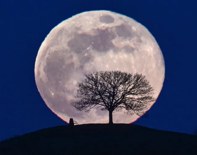 A snow moon rears above a sycamore tree at Burrow Hill Cider Farm in Somerset, UK in the last decade of February 2024. (Photo by Jeff Overs/The Times)
