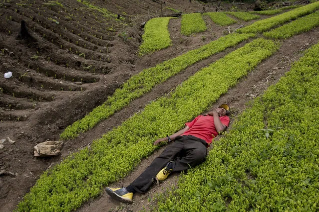 In this March 13, 2015 photo, coca farmer Alfredo Mosco, 44, who had polished off a bottle of cane liquor by midday, sleeps in his field of coca seedlings, in La Mar, province of Ayacucho, Peru. Mosco is a small coca farmer who provides work for young villagers. (Photo by Rodrigo Abd/AP Photo)