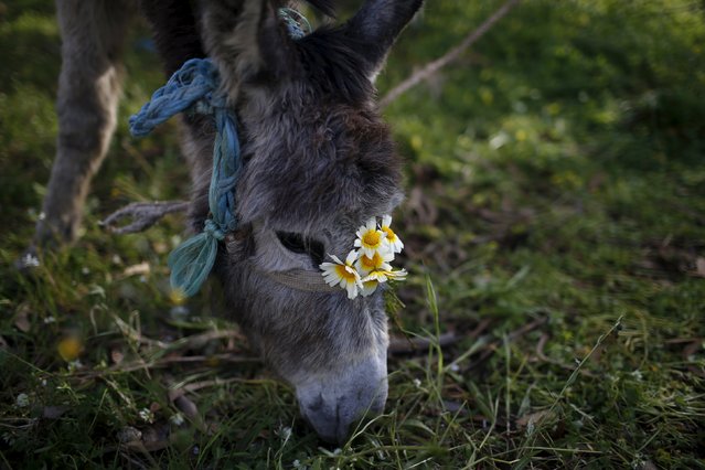 A donkey eats herbs before the procession of the “Virgem da Atalaia” during Holy Week in Alcochete, near Lisbon, Portugal March 27, 2016. (Photo by Rafael Marchante/Reuters)