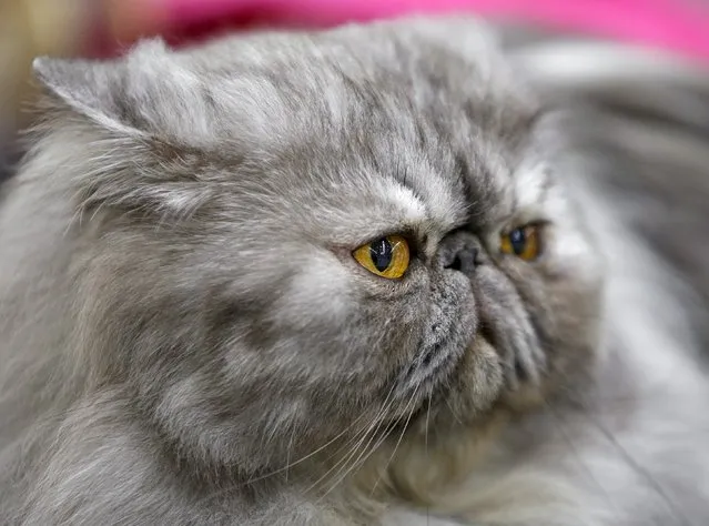 A Persian cat is seen during the Mediterranean Winner 2016 cat show in Rome, Italy, April 3, 2016. (Photo by Max Rossi/Reuters)
