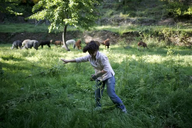 Lisa Vella-Gatt, 46, cleans her farm of weeds near Benfeita, Portugal May 11, 2015. (Photo by Rafael Marchante/Reuters)