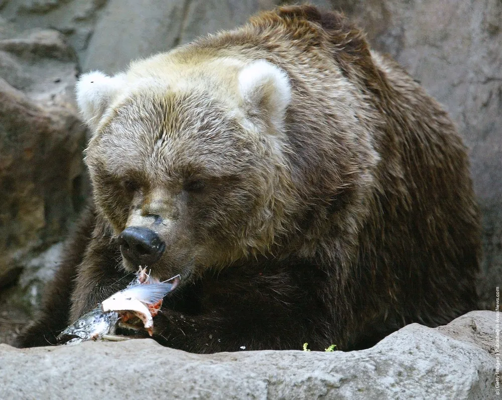 Simple: Bear Eat Fish