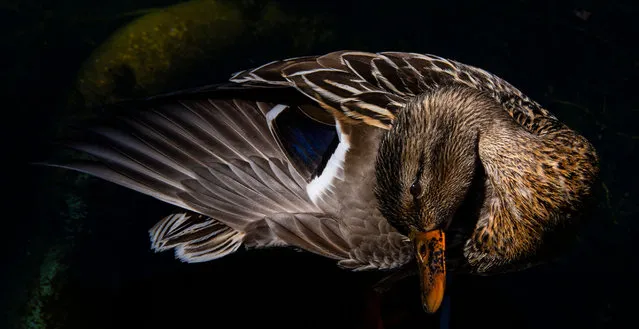 A duck twists its neck as it cleans itself in the sun in a pond in Berlin on June 14, 2021. (Photo by John MacDougall/AFP Photo)