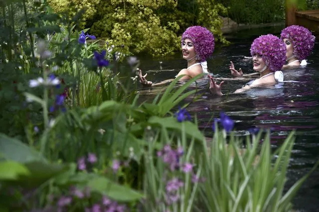 Three synchronized swimmers wear hats made out of 800 chrysanthemums each at the M & G Retreat garden at the Royal Horticultural Soceity's Chelsea Flower Show in London, Britain, May 18, 2015. (Photo by Toby Melville/Reuters)
