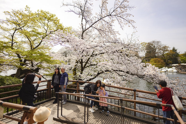 Inokashira Park, Tokyo, on April 7 2024. Park Goers take photos with cherry blossoms. (Photo by Irwin Wong for The Washington Post)
