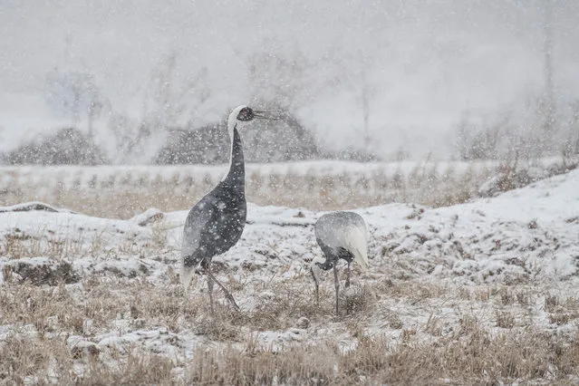 White-naped cranes look for food amid heavy snow on a rice paddy in Cheorwon, about 90 kilometers northeast of Seoul, South Korea, 19 January 2022. The endangered cranes migrate to Korea from Siberia every winter. (Photo by Yonhap/EPA/EFE)