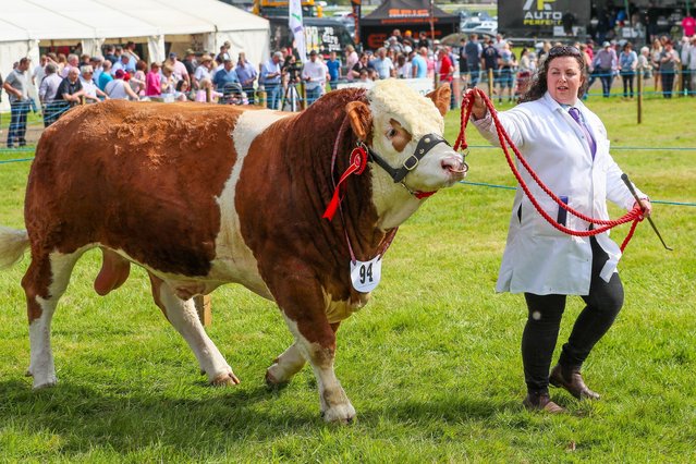 Thousands of spectators and visitors attended the 179th Annual Ayr County Show UK on May 11, 2024. The show, one of the biggest county and farming show in Scotland had exhibitions and competitions for all aspects of faming and country life, including cattle and sheep judging, horse gymkana and tug-of-war competitions between Young Farmer groups. (Photo by Findlay/Alamy Live News)