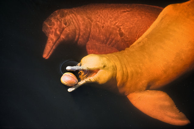 Boto Ball Play, Rio Negro, Amazon, Brazil. A male Amazon river dolphin, or boto, throws around a macucu nut, watched by other botos – possibly pure showing-off. Ball‑throwing seems to occur mainly among groups of adult males as a sort of aggressive competition. Any object will do, a branch, a ball of mud, or even a turtle. (Photo by Kevin Schafer/Unforgettable Behaviour/NHM)