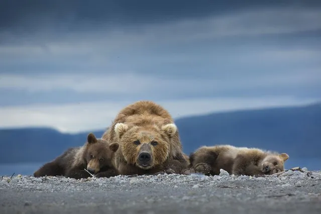Silver medal, Animal Portraits: brown bear mother and her cubs, South Kamchatka Sanctuary, Russia, by Neelutpaul Barua, India. (Photo by Neelutpaul Barua/World Nature Photography Awards)