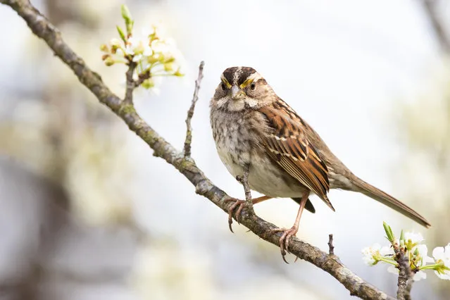 A white-throated sparrow rests on a blooming branch in Forsyth County, NC, US. The white-throated sparrow is one of the species believed to be particularly at risk from building collisions, which scientists estimate kills up to a billion birds a year in the US. (Photo by Matthew Cuda/Alamy Stock Photo)