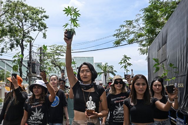 Pro-cannabis activists hold cannabis plants as they walk to Government House during a protest against the Thai government's proposals to reinstate cannabis on the list of narcotics in Bangkok on July 8, 2024. (Photo by Lillian Suwanrumpha/AFP Photo)